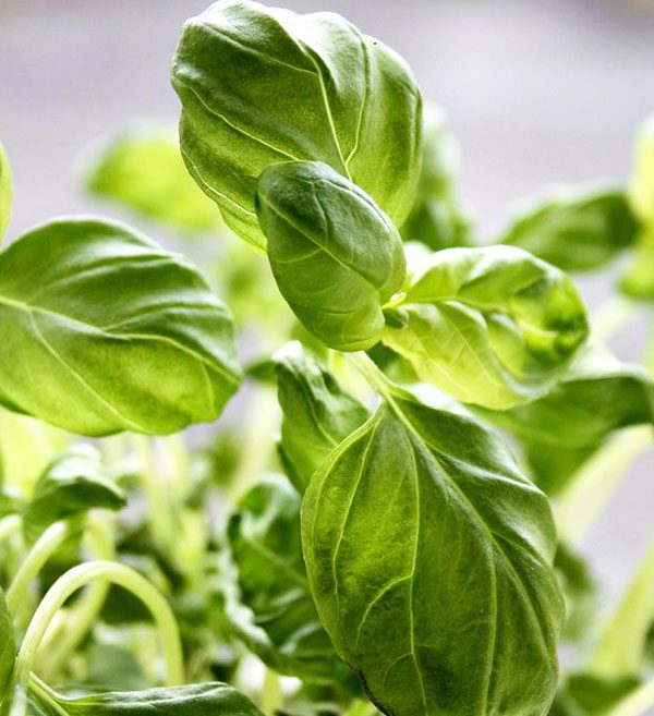 How to using basil in the Kitchen Health benefits of basil