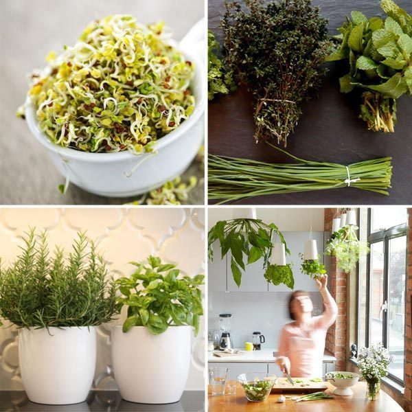 Growing Herbs At Home Indoors — Eatwell101